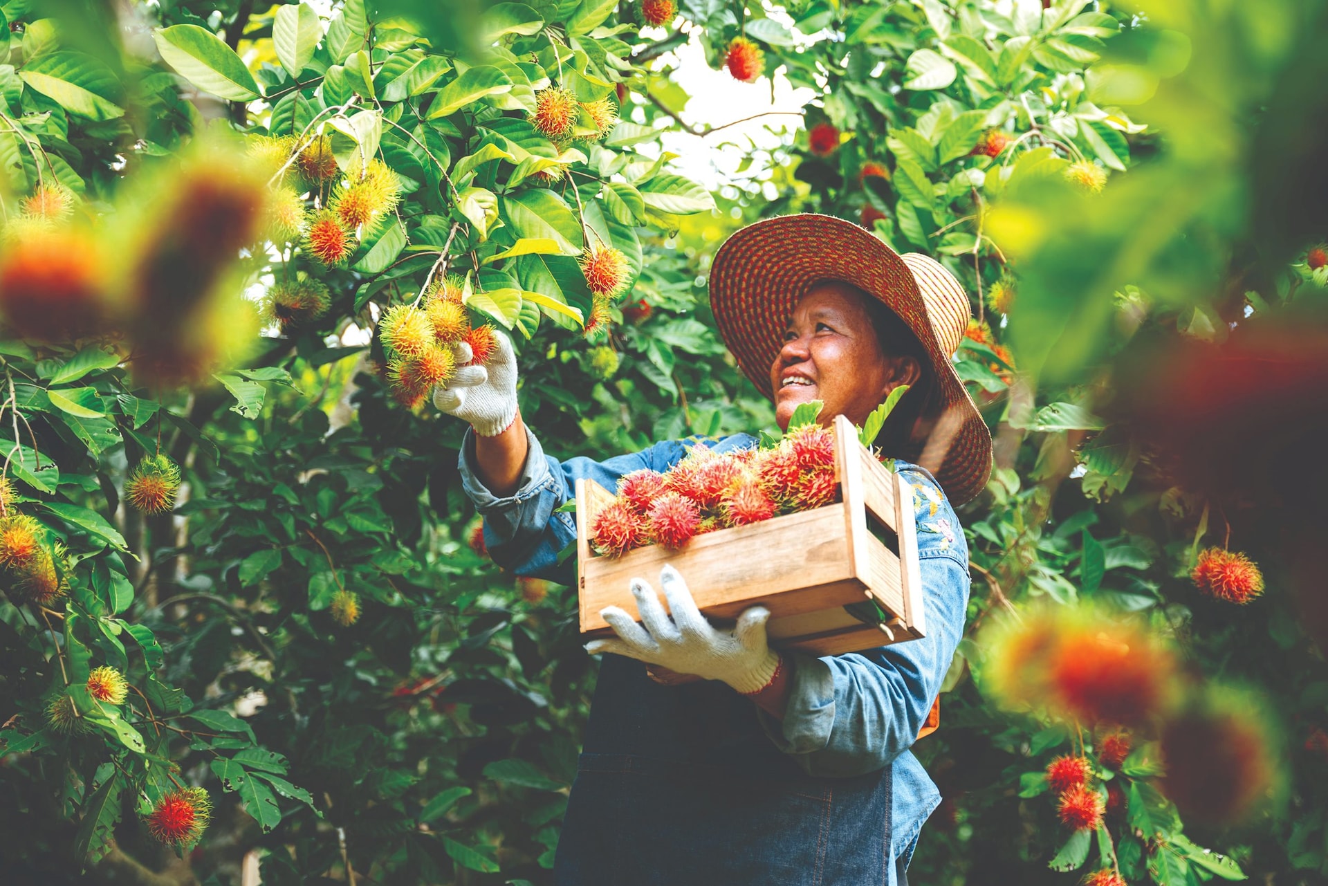 asian-farmer-woman-harvesting-fresh-rambutan-wooden-crate-rambutan-garden-organic-fruit-agriculture-concept-compressed.jpeg