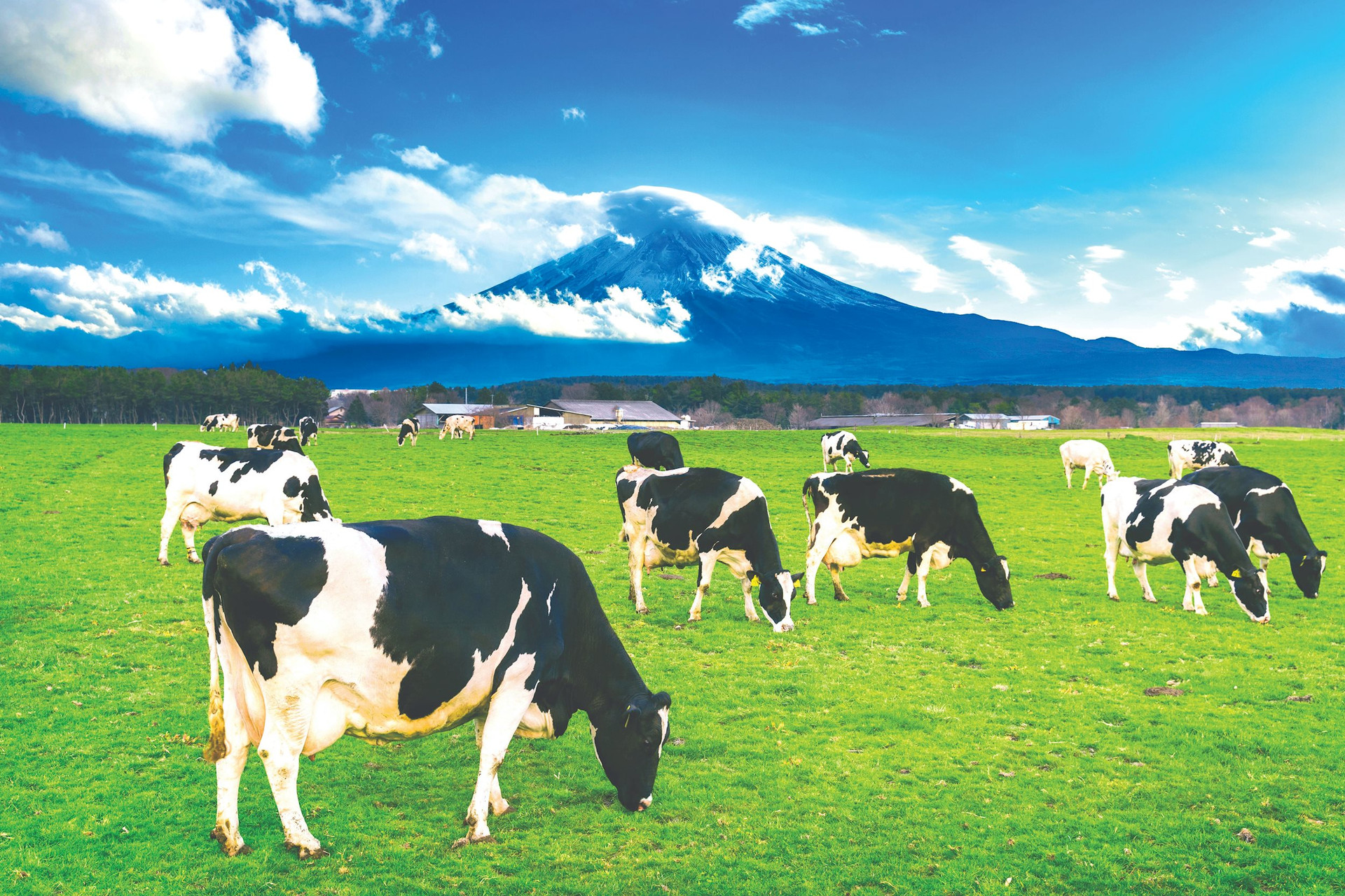 cows-eating-lush-grass-green-field-front-fuji-mountain-japan-compressed.jpeg