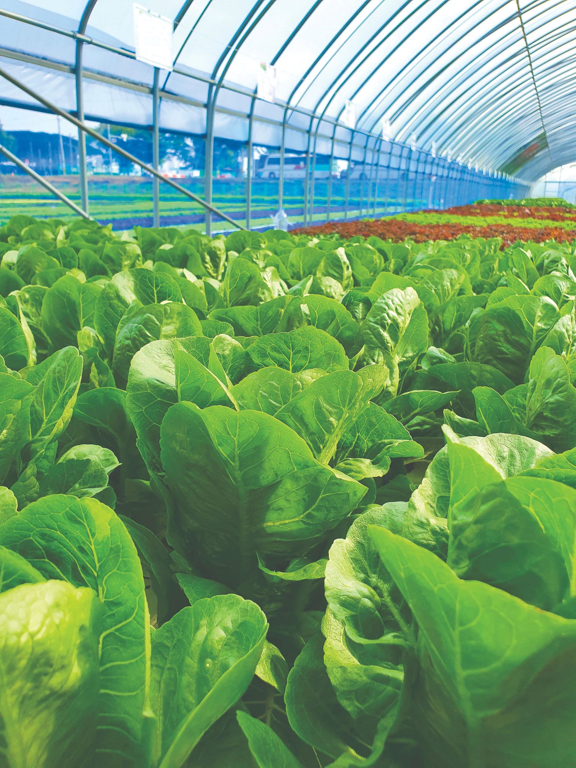 leafy-vegetables-are-growing-indoor-farm-vertical-farm-vertical-farm-compressed.jpeg