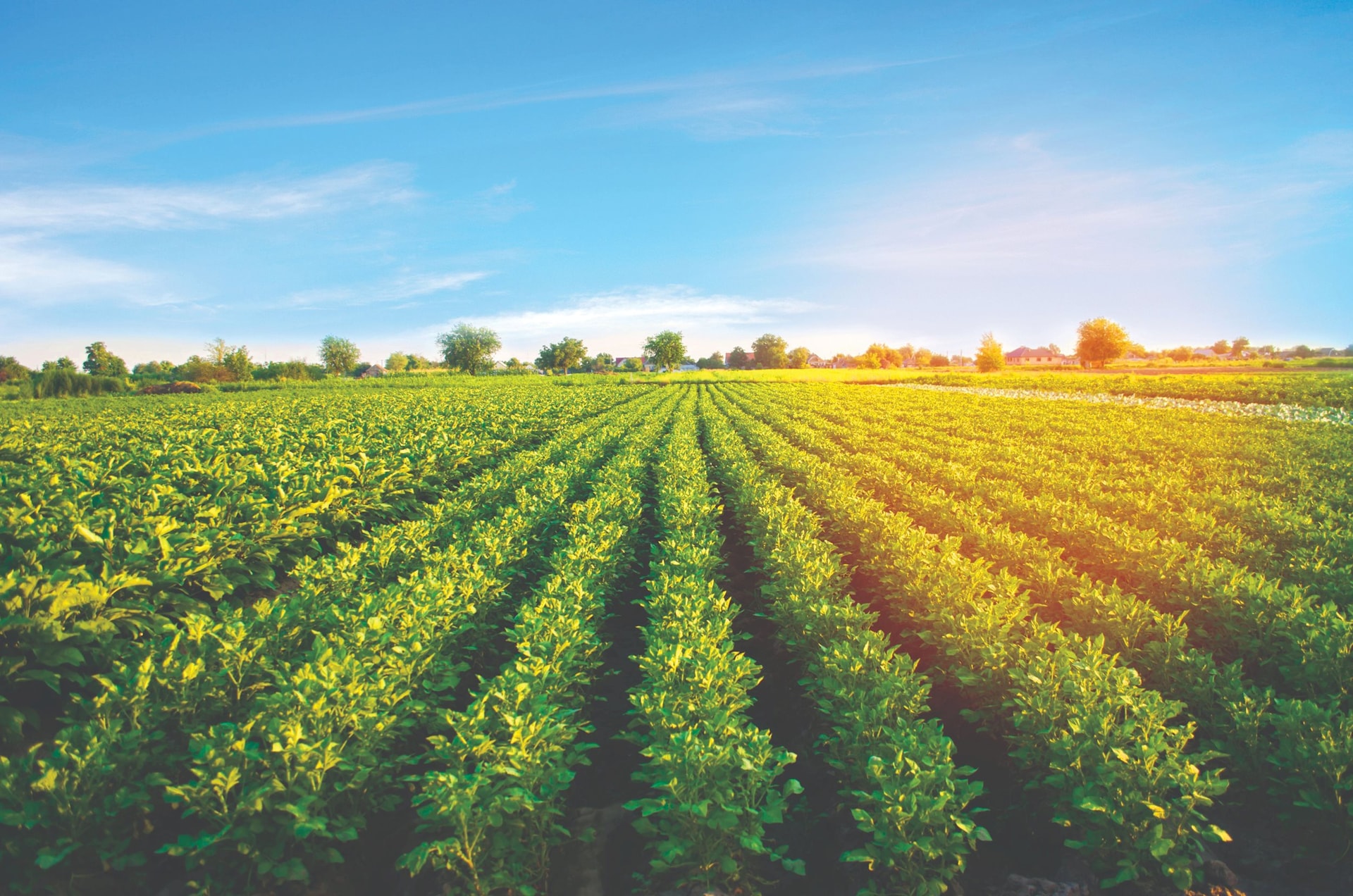 potato-plantations-grow-field-vegetable-rows-farming-agriculture-landscape-compressed.jpeg