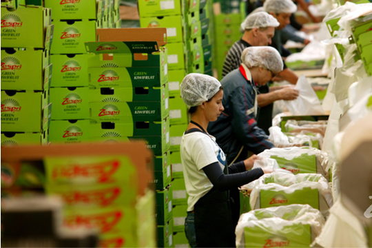Chuỗi cung ứng kiwi  và vấn đề đặt ra đối với xuất khẩu trái cây Việt Nam