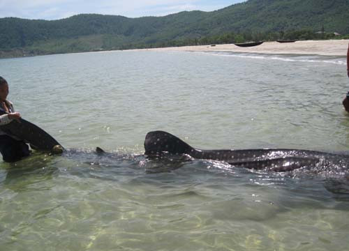 Bắt được cá voi nhám ở Thừa Thiên - Huế