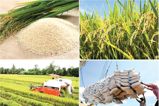 Drought and salinity  intrusion in Mekong delta strike supply chains of  rice and aqua-products?
