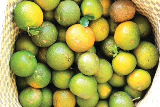 Chuyện quả cam và Logistics