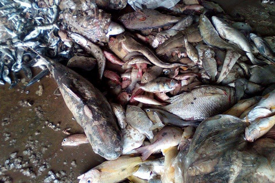 Quảng Trị: Tiêu hủy 60 tấn hải sản do ô nhiễm môi trường biển