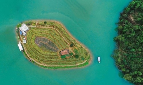 Ngắm xuân trên đảo hoa hồ Núi Cốc