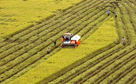 Đầu tư vào nông nghiệp: Tiếp cận đất đai đang là cản trở lớn