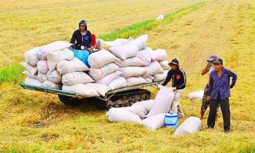 Xuất khẩu gạo hàng đầu thế giới, dân vẫn nghèo