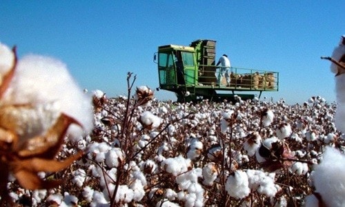 Việt Nam là thị trường lớn nhất ngành bông Mỹ
