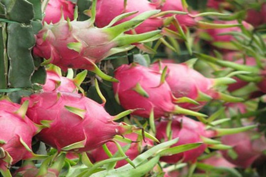 Xuất hiện tình trạng ùn ứ trái cây ở cửa khẩu khi xuất sang Trung Quốc