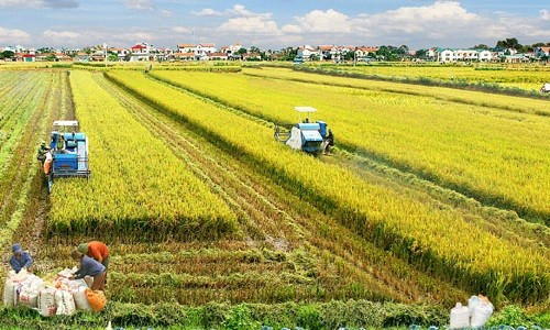 Việt Nam đứng thứ 4 Đông Nam Á về an ninh lương thực