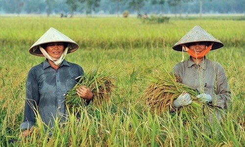 Hải quan hỏa tốc hướng dẫn xuất khẩu gạo nếp