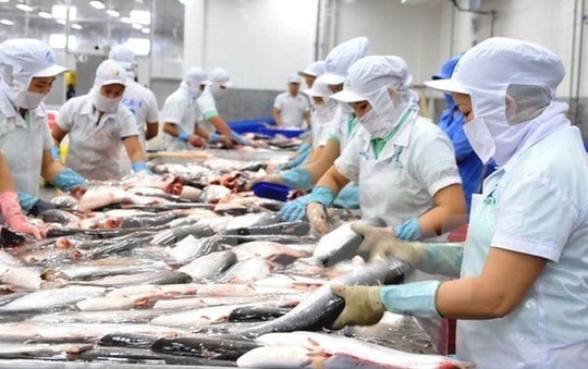 Ngành cá tra chồng chất khó khăn, sẽ chậm phục hồi