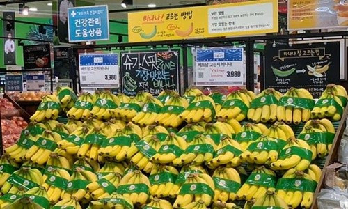 Chuối Việt Nam chính thức lên kệ tại siêu thị tại Hàn Quốc