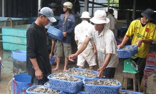 Mỹ trở thành thị trường số 1 của xuất khẩu tôm Việt Nam