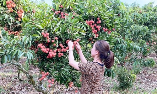 Trái cây Việt Nam rộng cửa sang Nhật