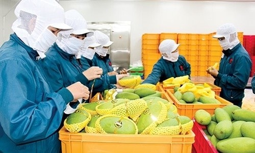 Xuất khẩu hoa quả vào Trung Quốc: Nhiều kì vọng mới