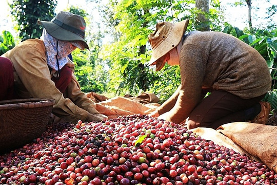Xuất khẩu cà phê 5 tháng 2021 giảm nhẹ