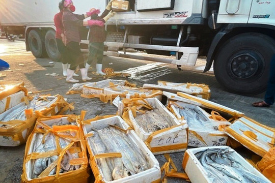 Doanh nghiệp Quảng Bình mất tiền tỷ vì không thể xuất khẩu hải sản sang Trung Quốc