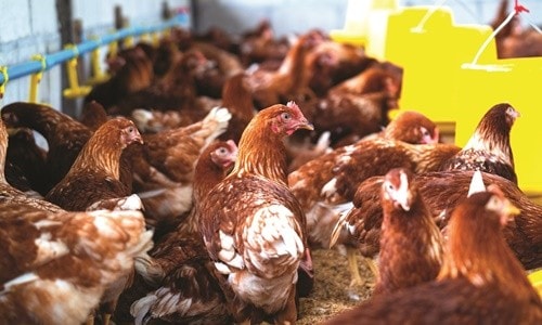 Thay đổi chuỗi cung ứng thịt gà công nghiệp