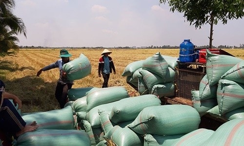 Khẩn cấp giải phóng hơn 10 triệu tấn lúa, cá… tồn đọng