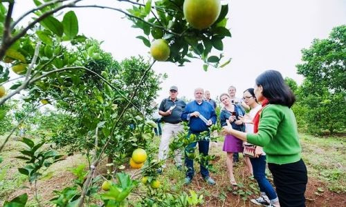 Nghệ An phấn đấu đưa kim ngạch xuất khẩu trái cây đạt 100 triệu USD