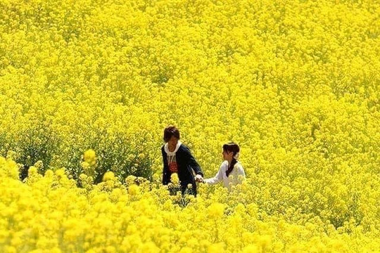 Nhật Bản đón chờ du khách mùa hoa cải dầu vàng rực