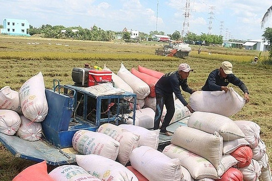 Việt Nam trước cơ hội "vàng" về xuất khẩu gạo 