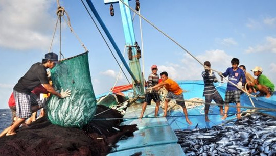 Xử lý dứt điểm vi phạm về khai thác hải sản bất hợp pháp