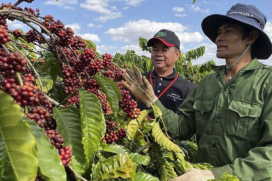 Nguồn cung sụt giảm, giá cà phê Việt Nam "lập đỉnh"