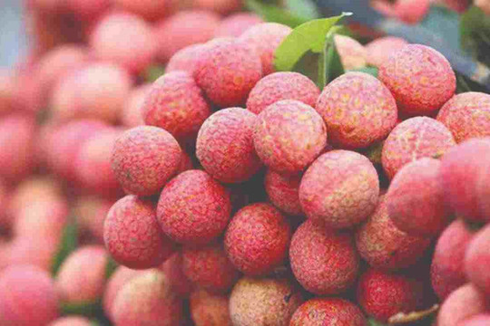 The lychee season, discussing exports 