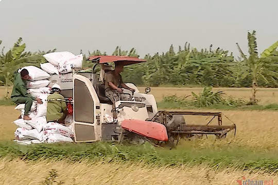 Đồng Tháp: Hạt gạo thành ngành hàng xuất khẩu chủ lực