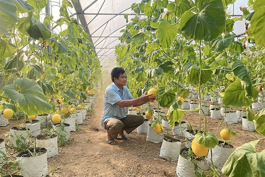 Cần hơn 2.500 tỷ đồng thực hiện đề án nâng cao giá trị sản phẩm nông nghiệp chủ lực tỉnh Thanh Hóa 