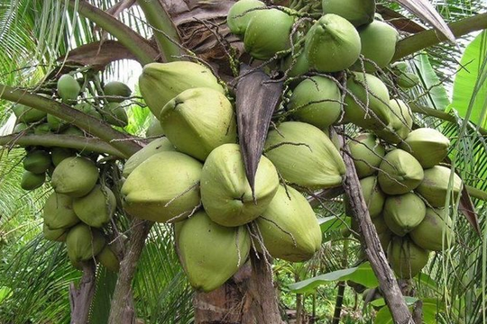 Để cây dừa sáp Trà Vinh trở thành mũi nhọn ngành dừa Việt Nam