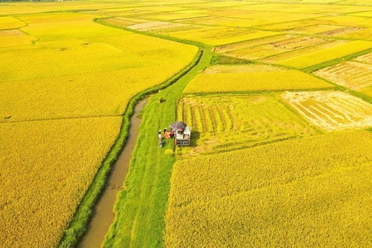 Nhà thơ Đinh Nho Tuấn, còn cánh đồng còn lối ta về...