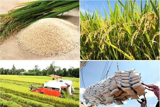 Nghiên cứu thông tin về giải pháp để gạo Việt giữ vị trí xuất khẩu thứ hai thế giới