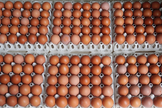 Đầu tư công nghệ chế biến sâu để nâng tầm trứng Việt