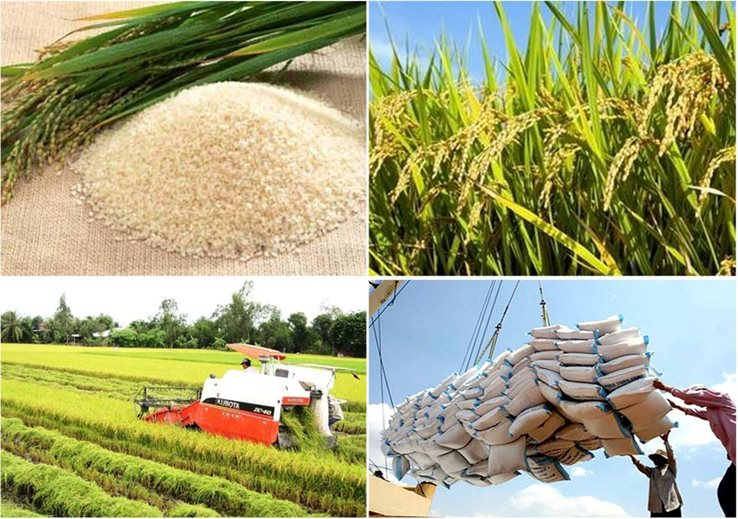 Nghiên cứu thông tin về giải pháp để gạo Việt giữ vị trí xuất khẩu thứ hai thế giới