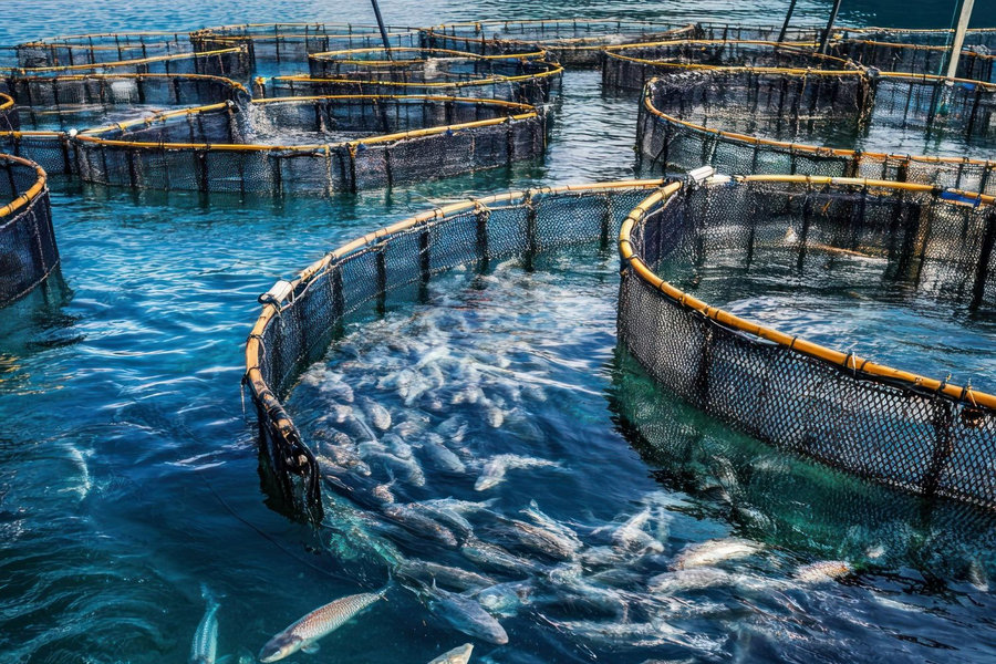 Live Aquatic Product Logistics from Farm to Market